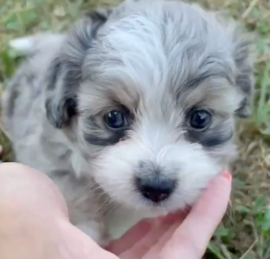 Aussiechon Puppies For Sale - Florida Fur Babies